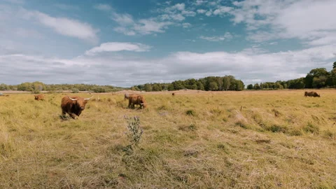 Grazing Highland Cattle together with Bumble bees and Thistles in Summers Heat. Stock Footage 237820195