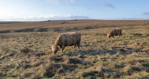 Grazing highland cows Stock Footage 127403322