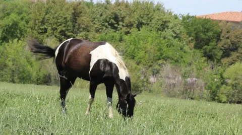 Grazing Horse Video stock 22576083