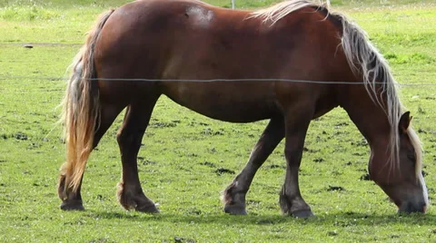 Grazing horse Video stock 36214497