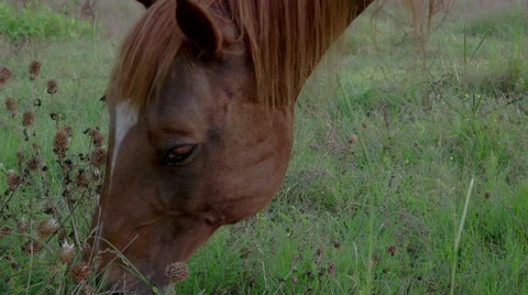 Grazing Horse Stock Footage 51543751