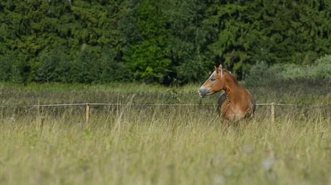 Grazing horse Stock Footage 54047277