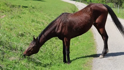 Grazing horse 스톡 동영상 276267301