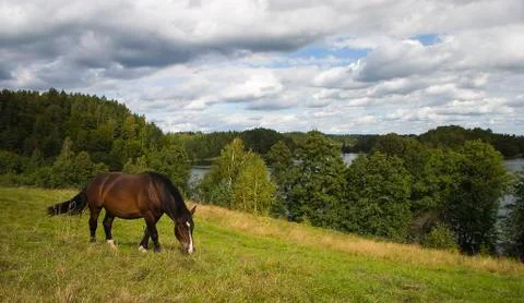 Grazing horse Stock Photos