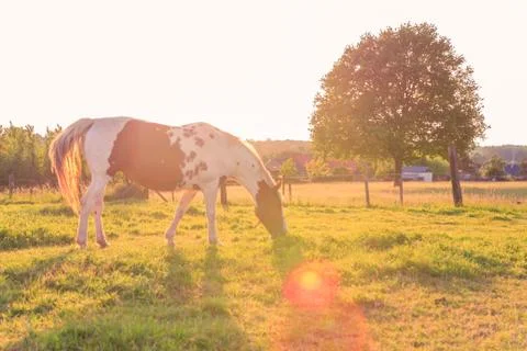 Grazing horse Stock Photos