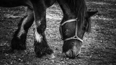 Grazing horse Stock Photos