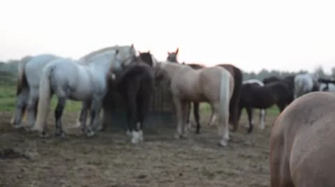 Grazing horse pops head into frame. Stock Footage 8962371