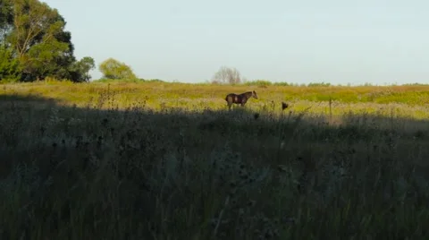Grazing horse at sunset Vidéo 54389387