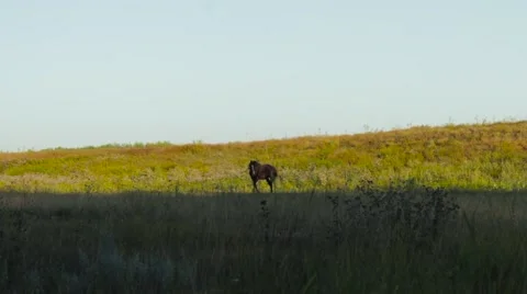Grazing horse at sunset Stock Footage 68138755