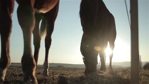 Grazing horse at sunset Stock Footage 85383379