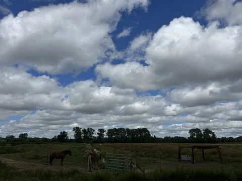 Grazing horses beneath dramatic cumulus clouds over open meadow near rural Fotos Stock