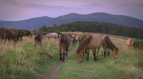 Grazing horses Video stock 12119382