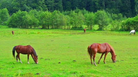 Grazing horses. Stock Footage 28107295