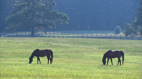 Grazing Horses Stock Footage 35348408