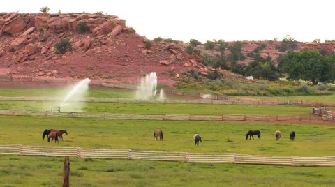 Grazing Horses Video stock 40713988