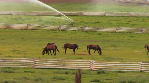 Grazing Horses Stock Footage 40714497