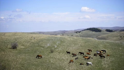 Grazing horses Stock Footage 89673972
