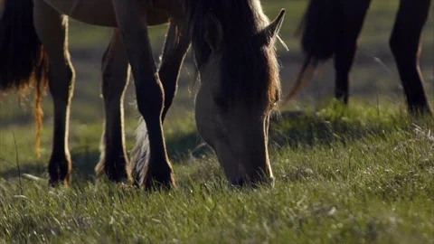 Grazing horses Stock Footage 89674250