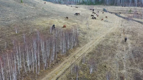 Grazing horses Stock Footage 119662738