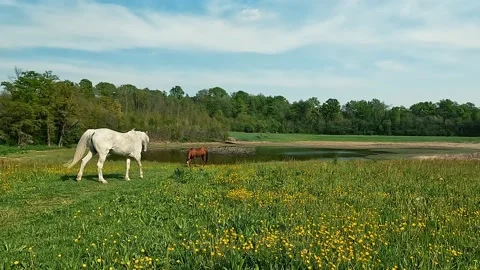 Grazing horses Stock Footage 194458522