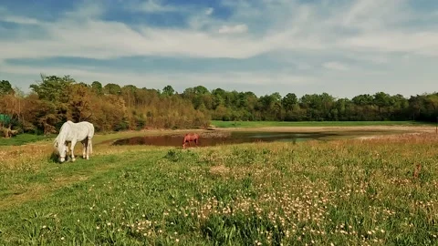 Grazing horses Stock Footage 194458618