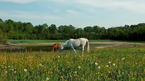 Grazing horses Stock Footage 194458646