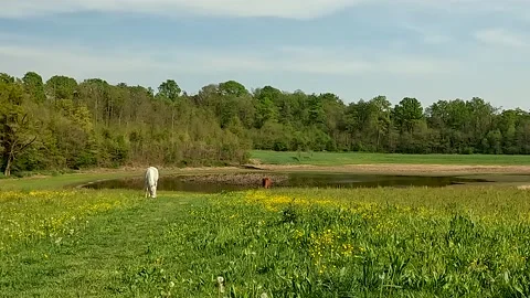 Grazing horses Stock Footage 194458691