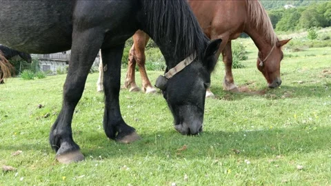 Grazing horses Vidéo 195854244