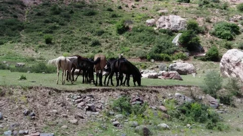 Grazing horses Stock Footage 197973082