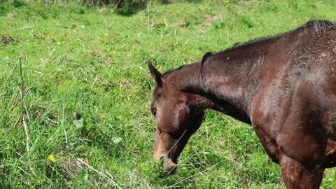 Grazing horses 스톡 동영상 276267302
