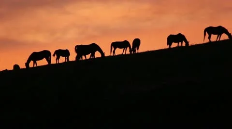 Grazing Horses on Hillside at Sunset Stock Footage