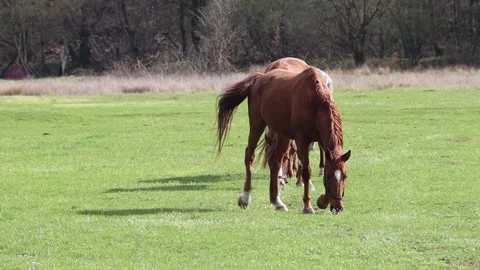 Grazing horses in the meadow Stock Footage 238778806