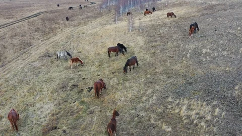 Grazing horses at the mountainside Stock Footage 119662735