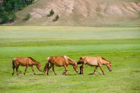 Grazing horses Stock Photos