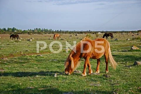 Grazing horses Stock Photos