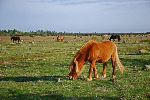 Grazing horses Stock Photos