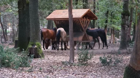 Grazing horses in ranch Stock Footage 169889022