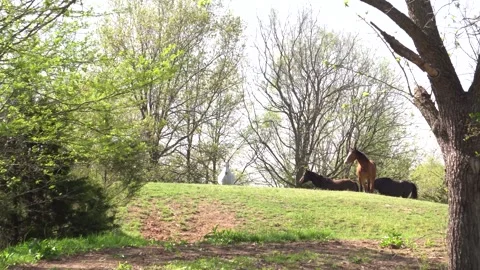 Grazing Horses walking to the Camera Stock Footage 241266122