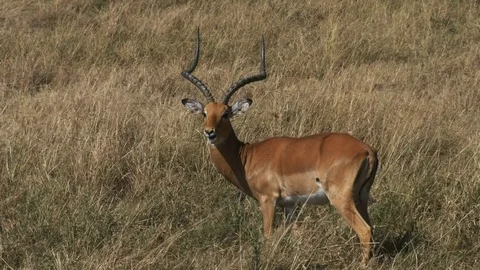 A grazing impala looks towards the camera in masai mara Video stock 70809579