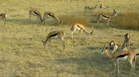 Grazing impala, namibia Stock Footage 55587849