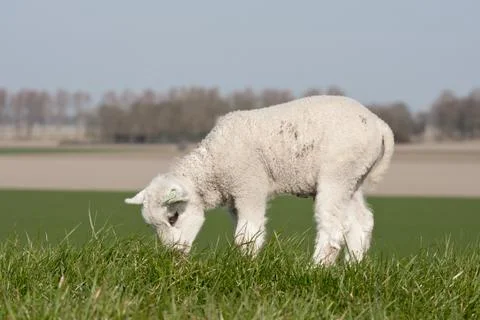Grazing lamb on a dike Stock Photos