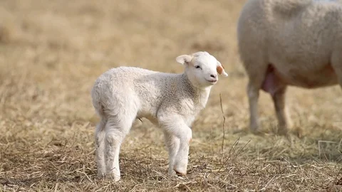 Grazing lamb Vídeos de archivo 123484562
