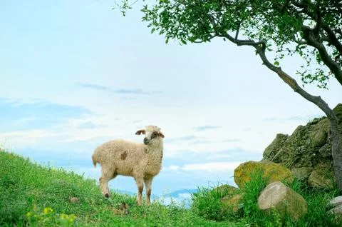 Grazing lamb in mountains Stock Photos