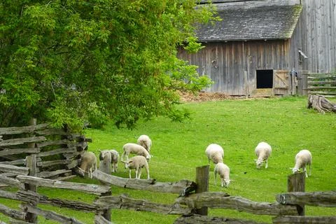 Grazing Lambs beside Split Rail Fence Stock Photos