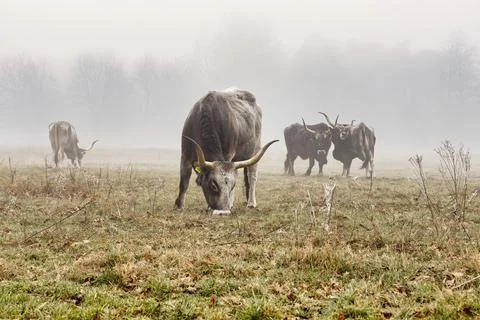 Grazing Maremmana cattle Stock Photos