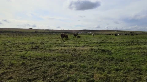 Grazing marsh, tracking cattle on green pasture Stock-Footage 164774284