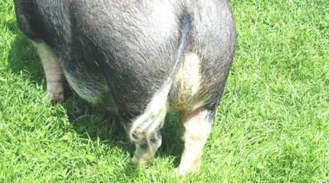 Grazing mini pig Video stock 23516620