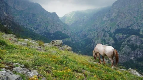 Grazing in the mountains Stock Footage 43704689