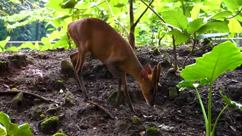 Grazing Muntjac Deer in Forest Clearing Stock Footage 312438315