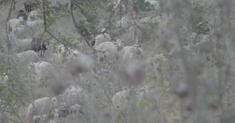 Grazing in the open air. Close up. 動画素材 171483321